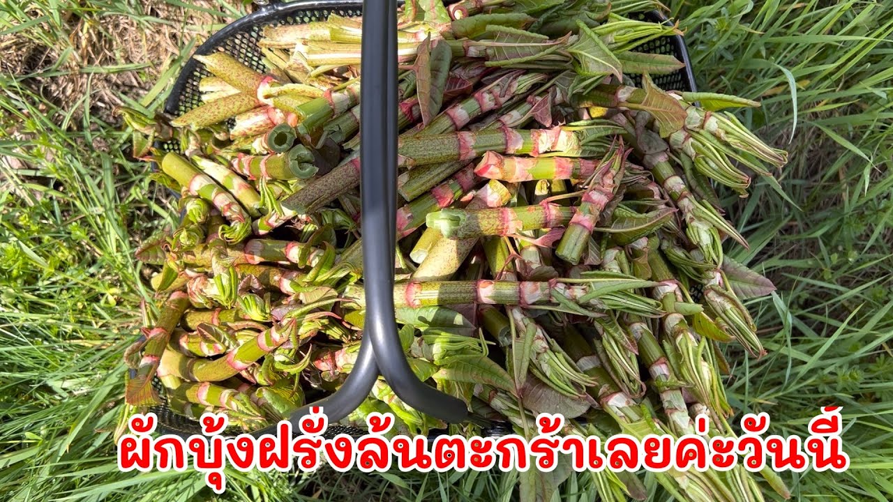 เมนูใหม่ท้ายคลิปอร่อยมากค่ะ ผักบุ้งฝรั่งผัดหมูสับ😋 #ผักบุ้งฝรั่ง #เก็บผักต่างแดน #เมนูอร่อย