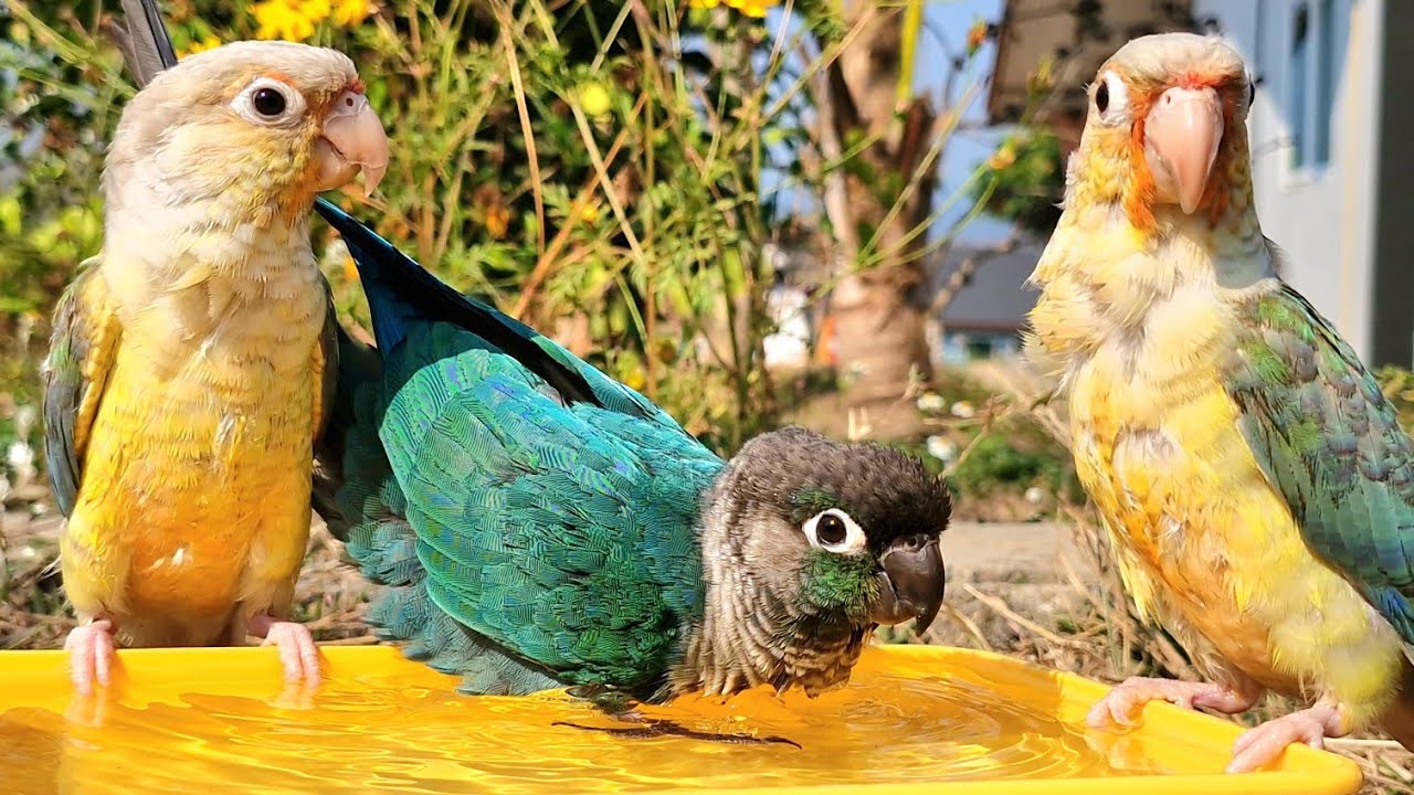 Invite your bird to take a bath with you! : greencheek conure parrot.