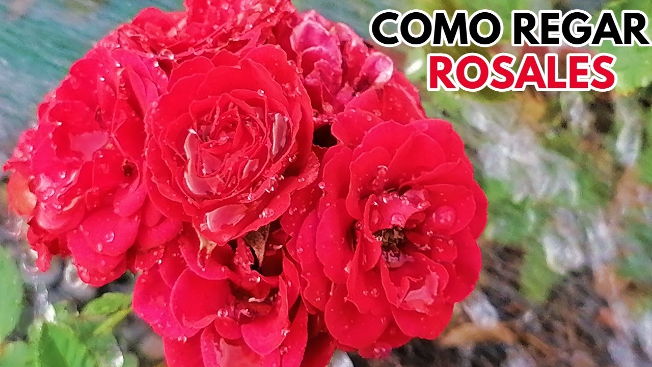 como regar las rosas chuyito jardinero