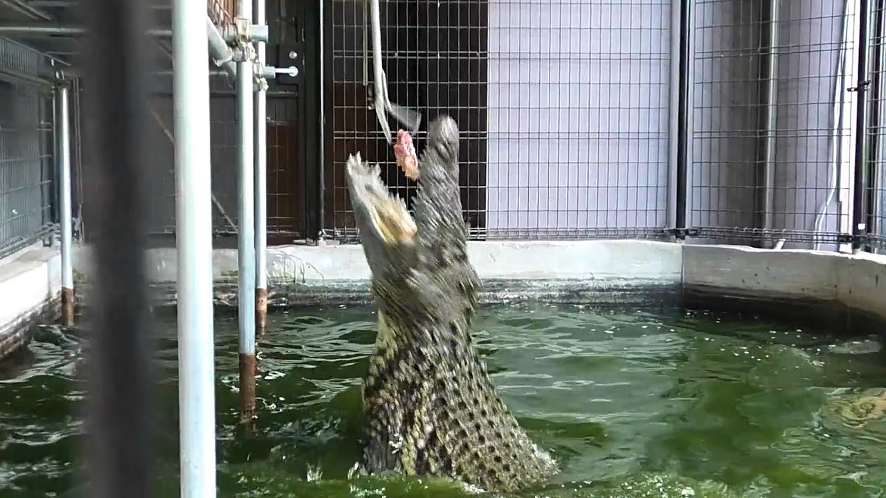 ４ｍの巨大ナイルワニが餌に飛びかかる瞬間！