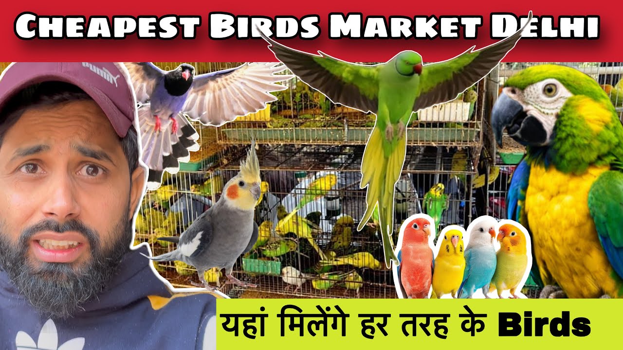 Cheapest price Birds market 🦜🕊️I| Exotic birdsmarket || loot hi loot hai bhai