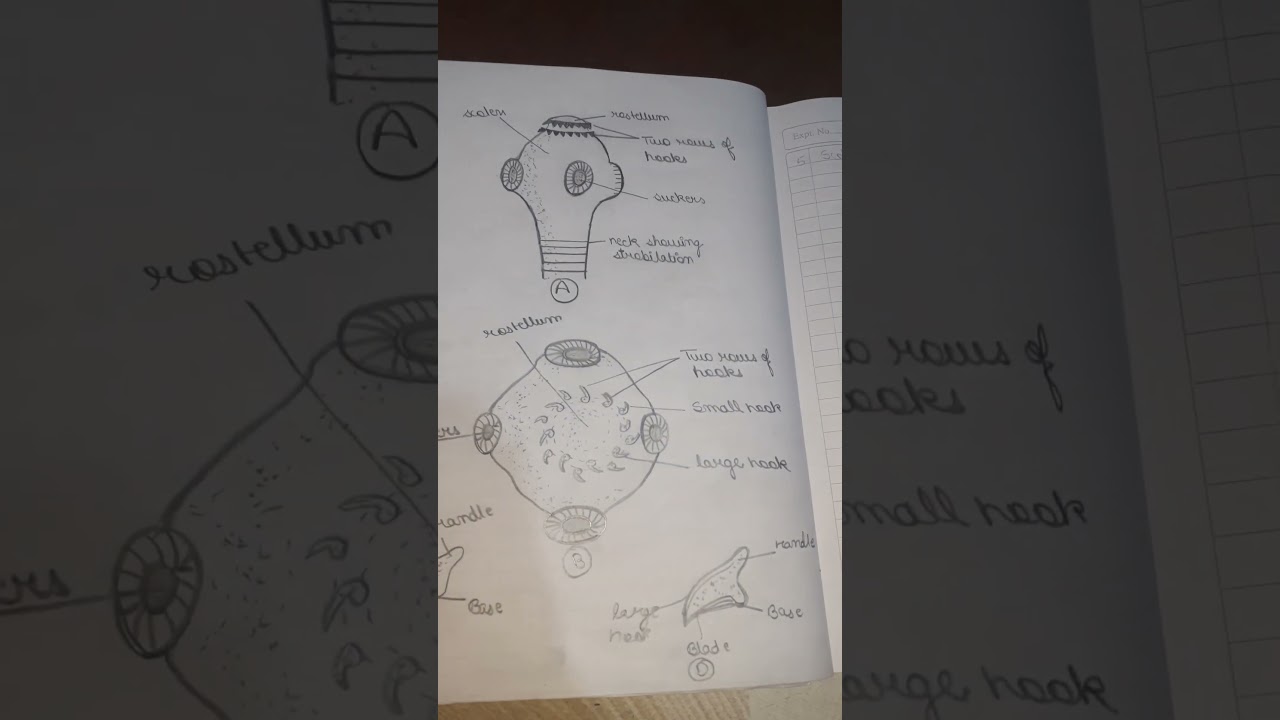 bsc 1 year zoology scolex of taenia  well labelled diagram