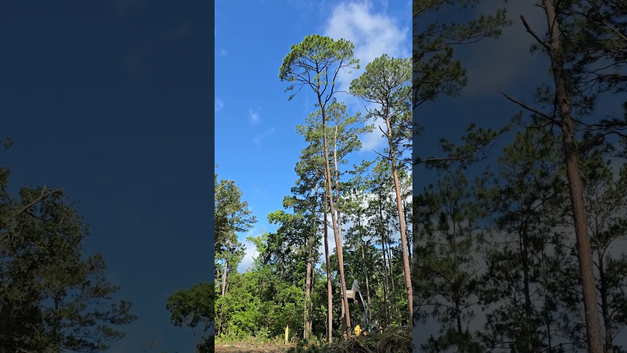 Watch Out For That Tree