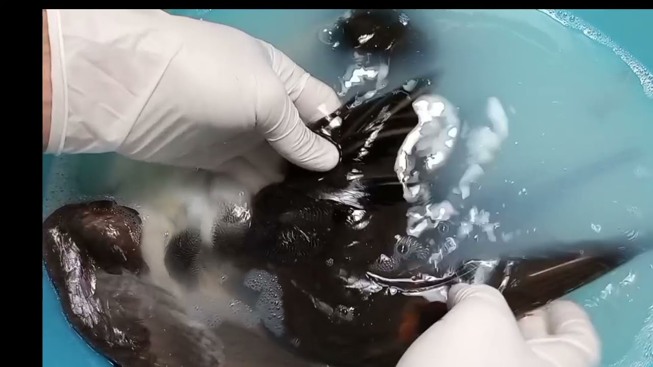 Tassidermia Codone (Anas acuta) di Stefano Panfili