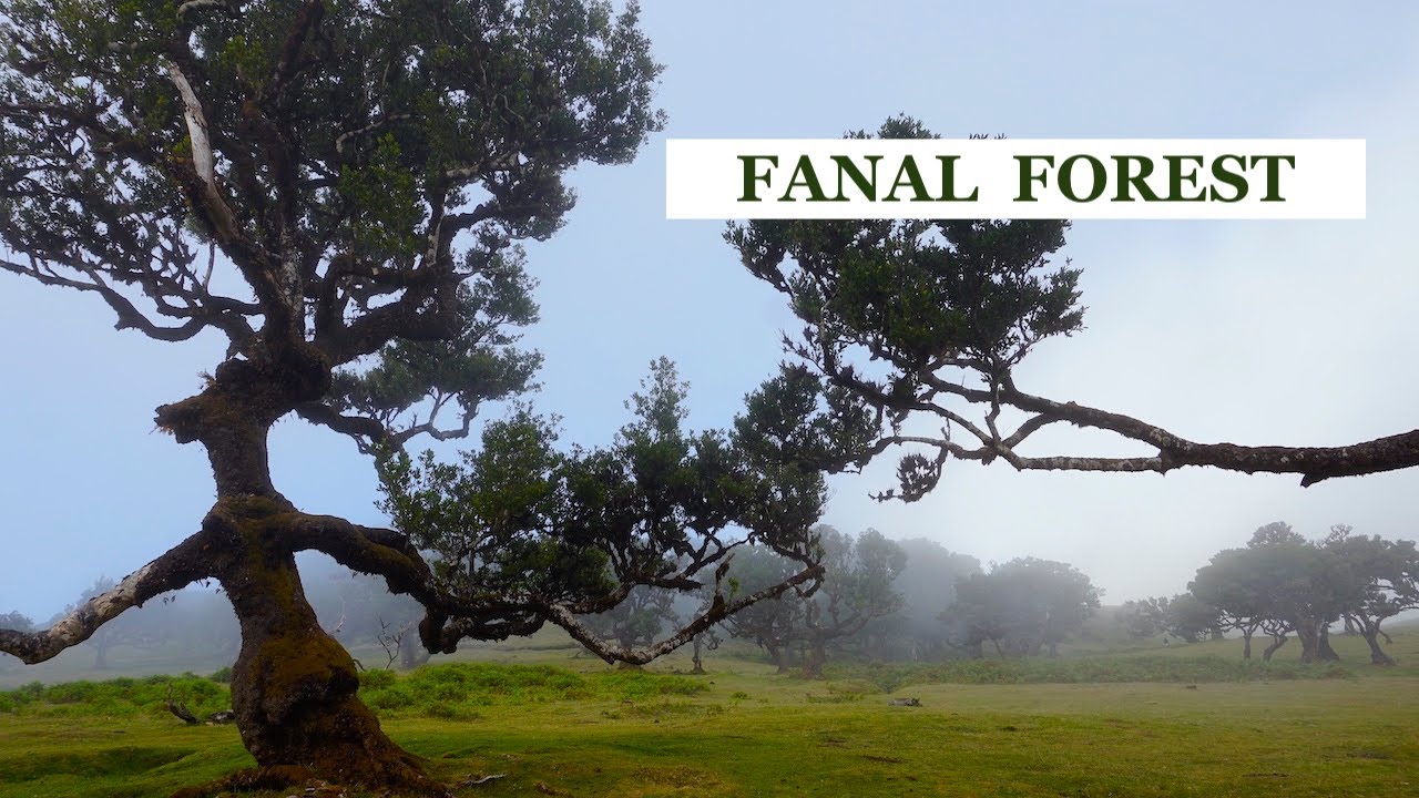 HOW TO VISIT A MAGICAL FOREST OF MADEIRA | FANAL