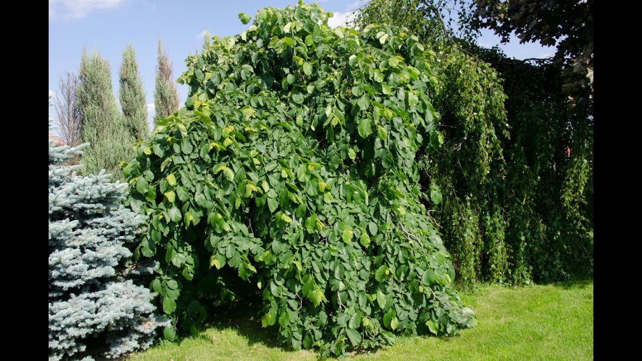 Wiąz Camperdownii i brzoza Youngii