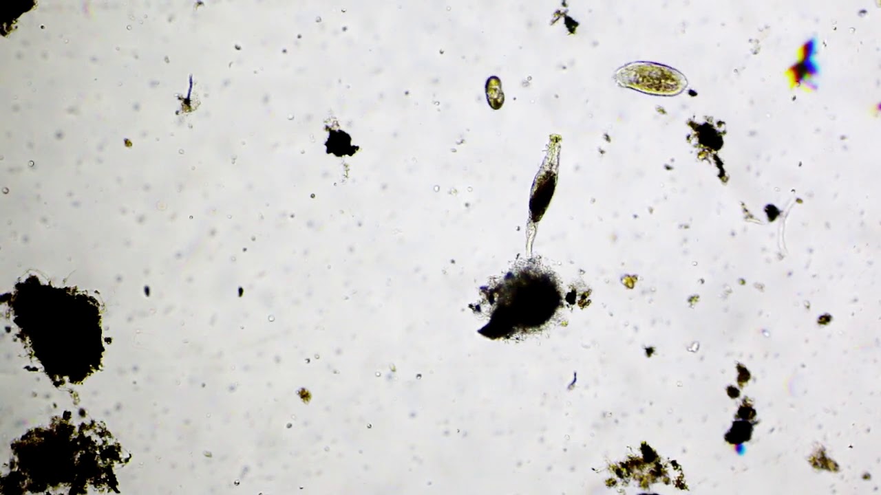 Bdelloidea Rotifera