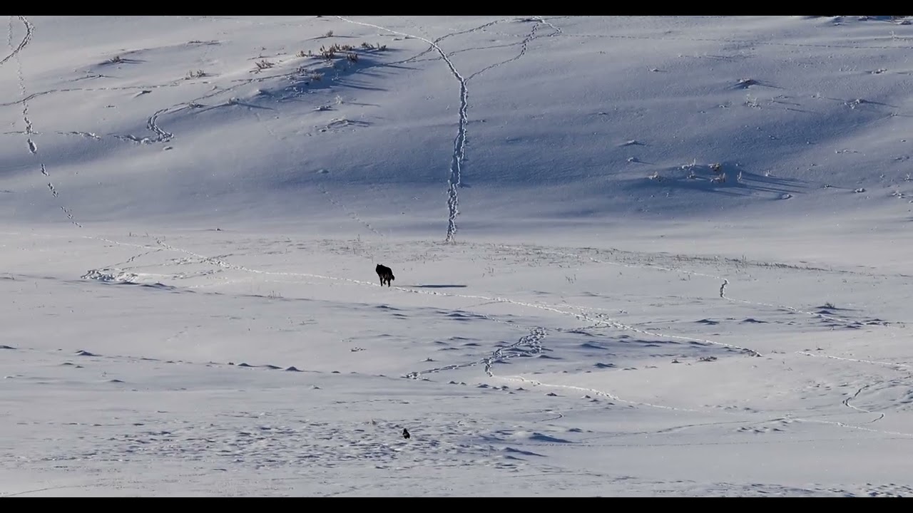 YellowstoneWolves