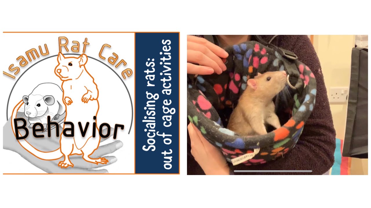 Socialising rats: out of cage activities