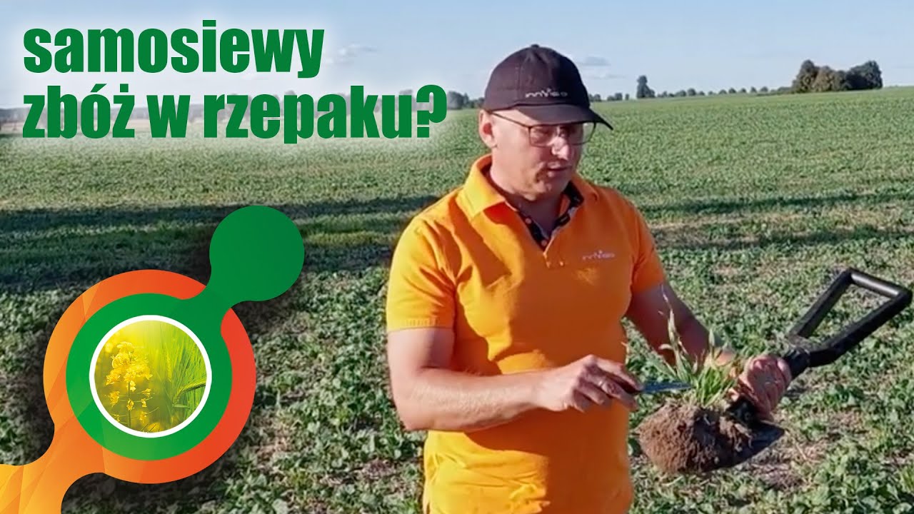 🎯Jak zwalczać samosiewy zbóż i chwasty jednoliścienne w rzepaku jesienią? 🧐
