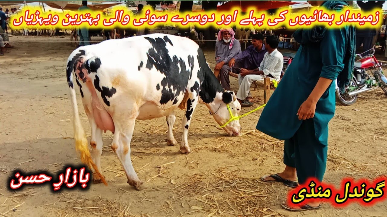 Beautiful 1st And 2nd Timer Pregnant And Milking Cows Fresh Update Today At Gondal Maweshi Mandi 