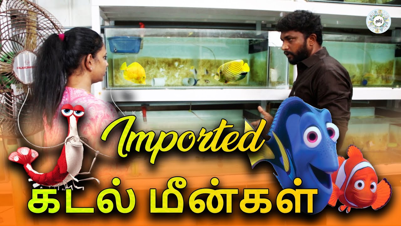 Imported Fishes தான் கலர் அதிகமா இருக்கும்  | Marine Fishes | Clown | Butterfly Angel