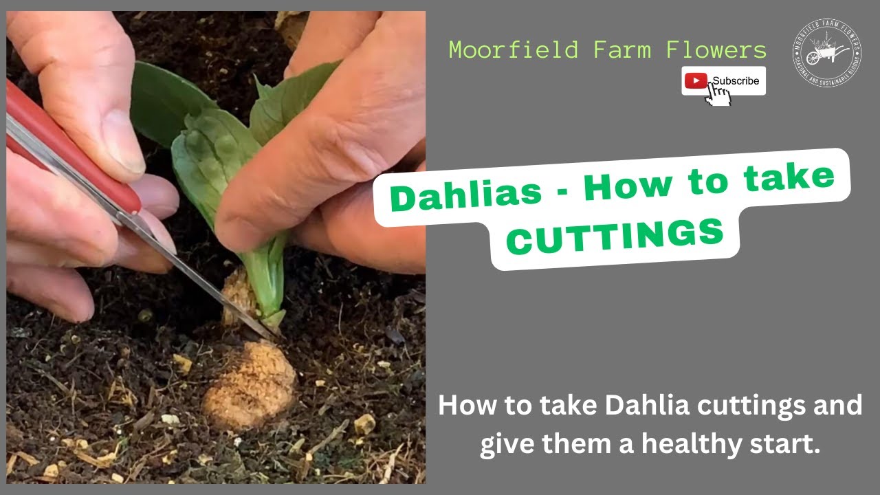 How to take Pot Dahlia cuttings