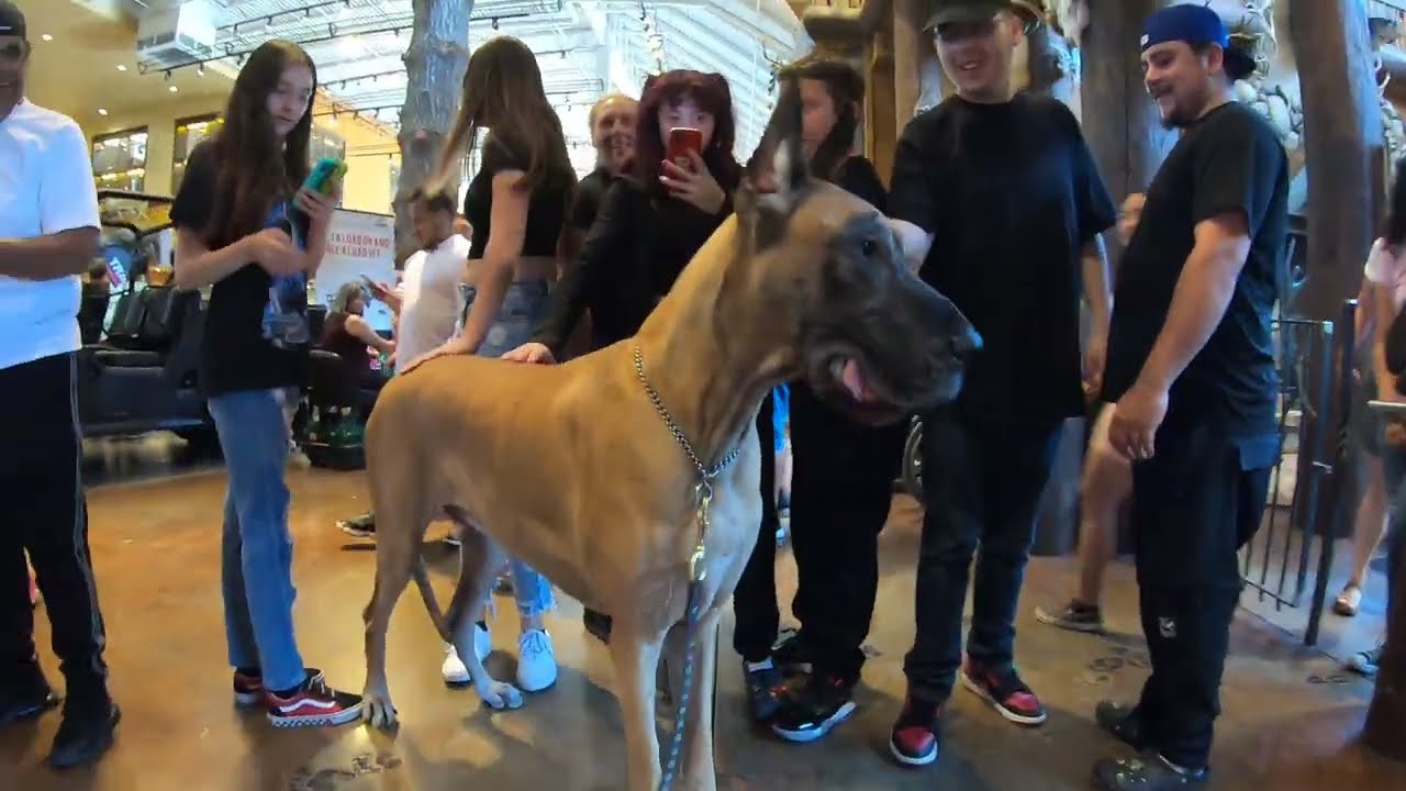 Cash 2.0 Great Dane at Bass Pro Shops 1