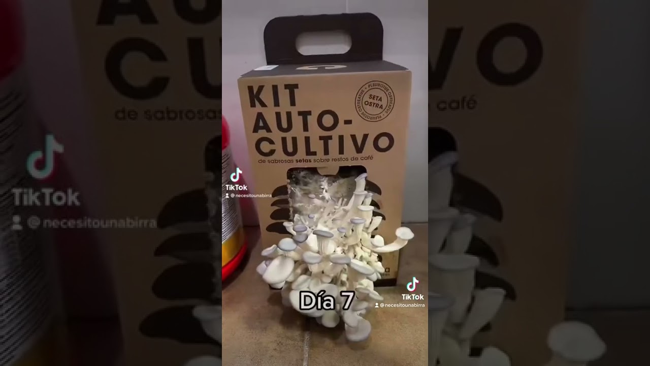 Kit de auto cultivo de setas de Amazon