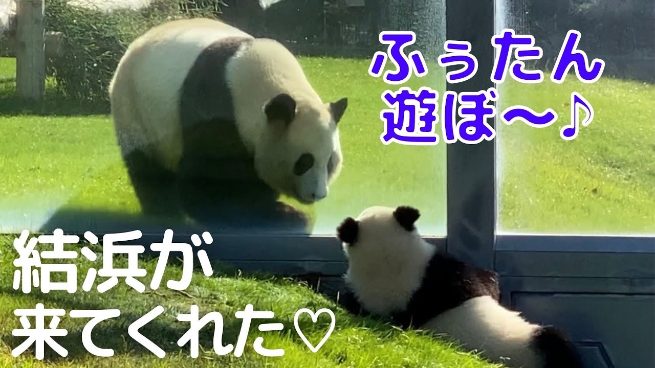 え？おねぇたん？楓浜のもとへ結浜がやって来た♡仲良しパンダ姉妹の姿が超かわいい😍