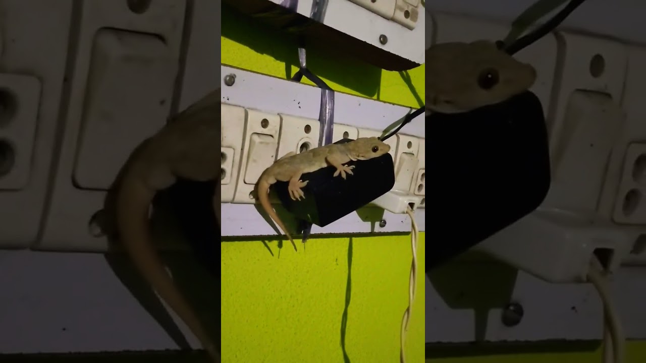 Lizard 🦎 utilizing heat 🔥of adapter