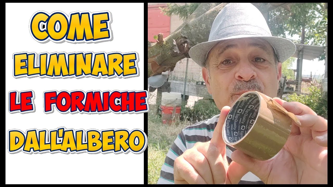 Contro Le Formiche che Salgono Sugli Alberi