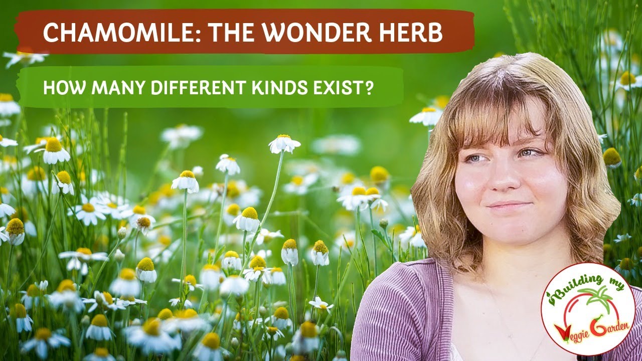 Chamomile: The Wonder Herb