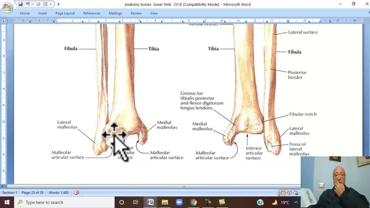 Musculo-skeletal Module ,Anatomy of Lower Limb in Arabic 4 ( Tibia  ) , 2022
