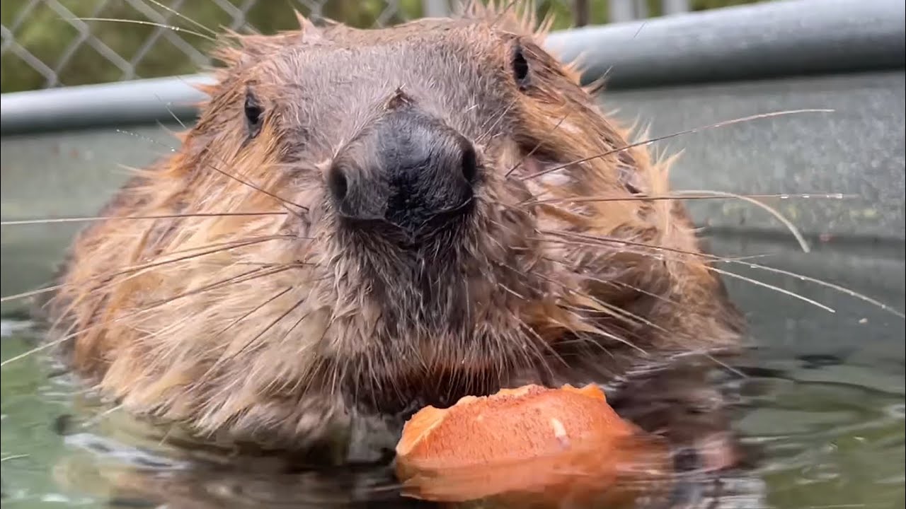 Bobbing for sweet potatoes with Tulip