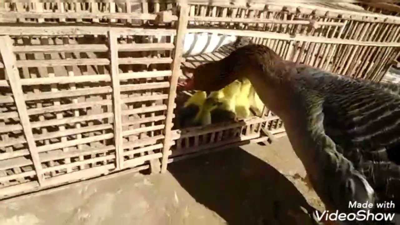ما شاء الله اللهم بارك إنتاج الوز
