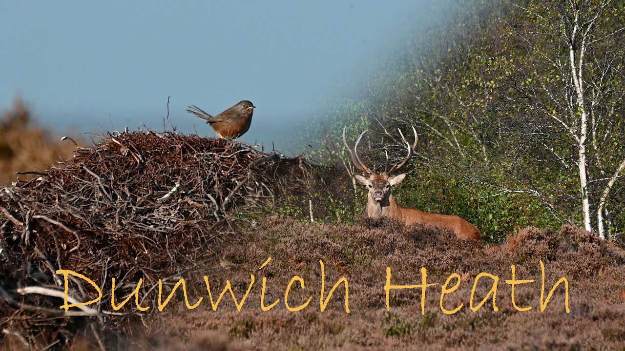Dartford Warblers on Dunwich Heath.