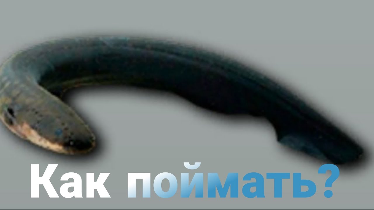 My Fishing World. Ловим Электрического угря без прилова.