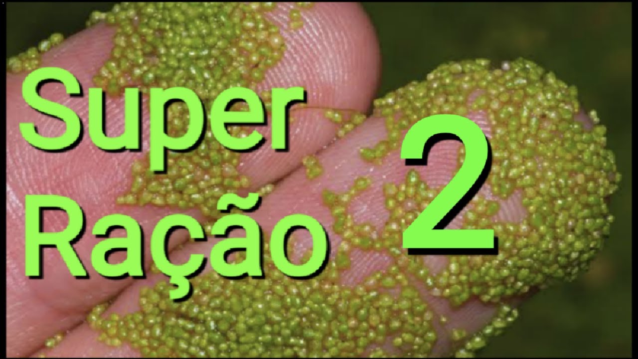 O alimento para animais mais barato do mundo
