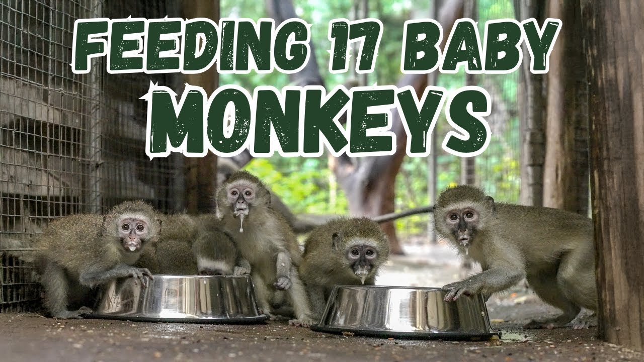 Inside a Monkey Nursery: Feeding Orphaned Juveniles at CROW 🍼🐵