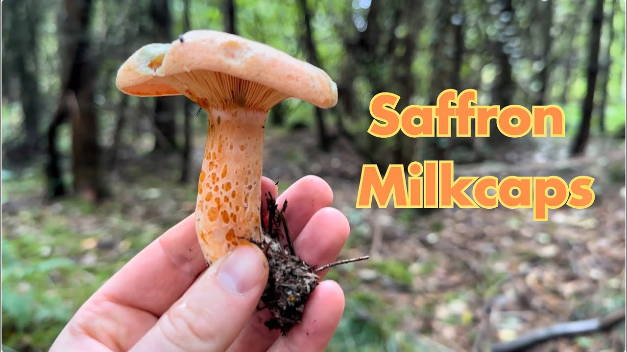 Рыжик съедобный (Lactarius deliciosus)