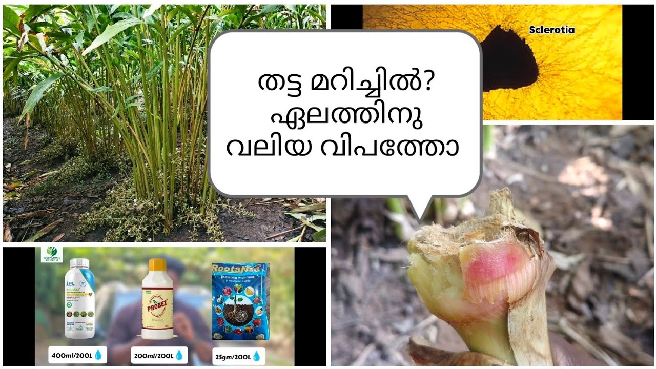 തട്ട മറിച്ചിൽ വ്യാപകമോ, സമ്പൂർണ നിയന്ത്രണ മാർഗ്ഗങ്ങൾ,rhizoctonia, fungal treatment#fungaldisease 