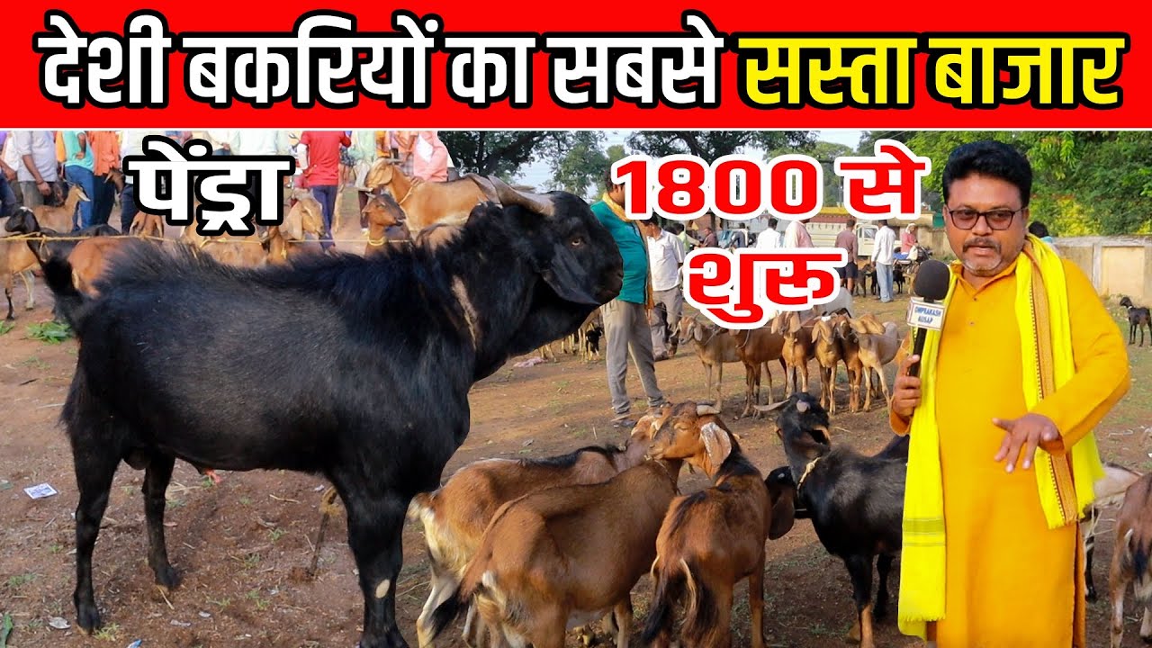 देशी बकरियों का सबसे सस्ता बाजार।। Deshi Bakriyon ka Sabse Sasta Bazzar । Pendra Bakri Bazar Cg