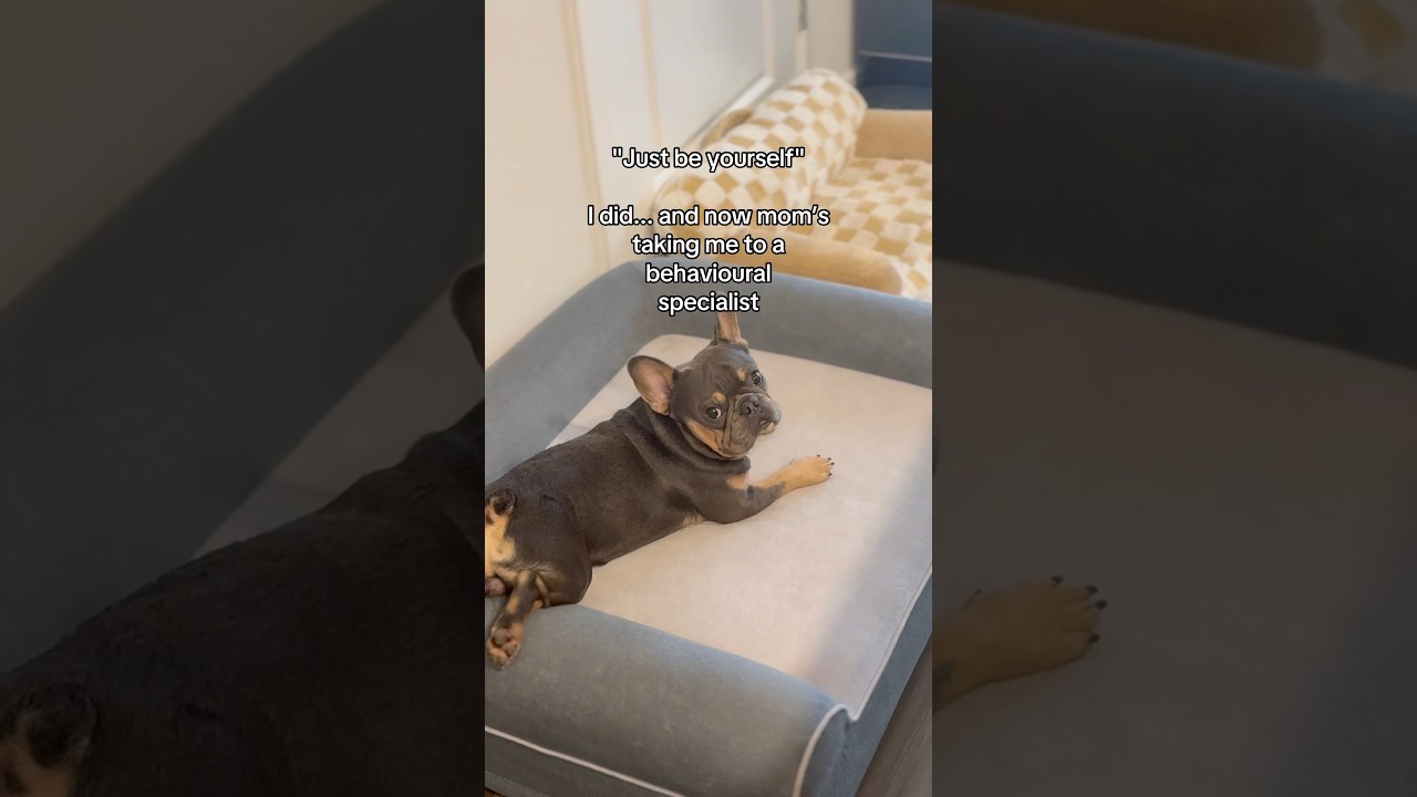 That didn&rsquo;t work so well 🥴 #dogshorts #frenchbulldog #dogsofyoutube