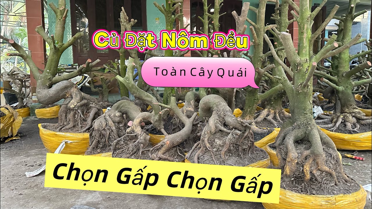 12/3 ☎️0339939629 báo giá lô mai quái củ đặt đế nôm úp chậu (chợ gạo tiền giang)