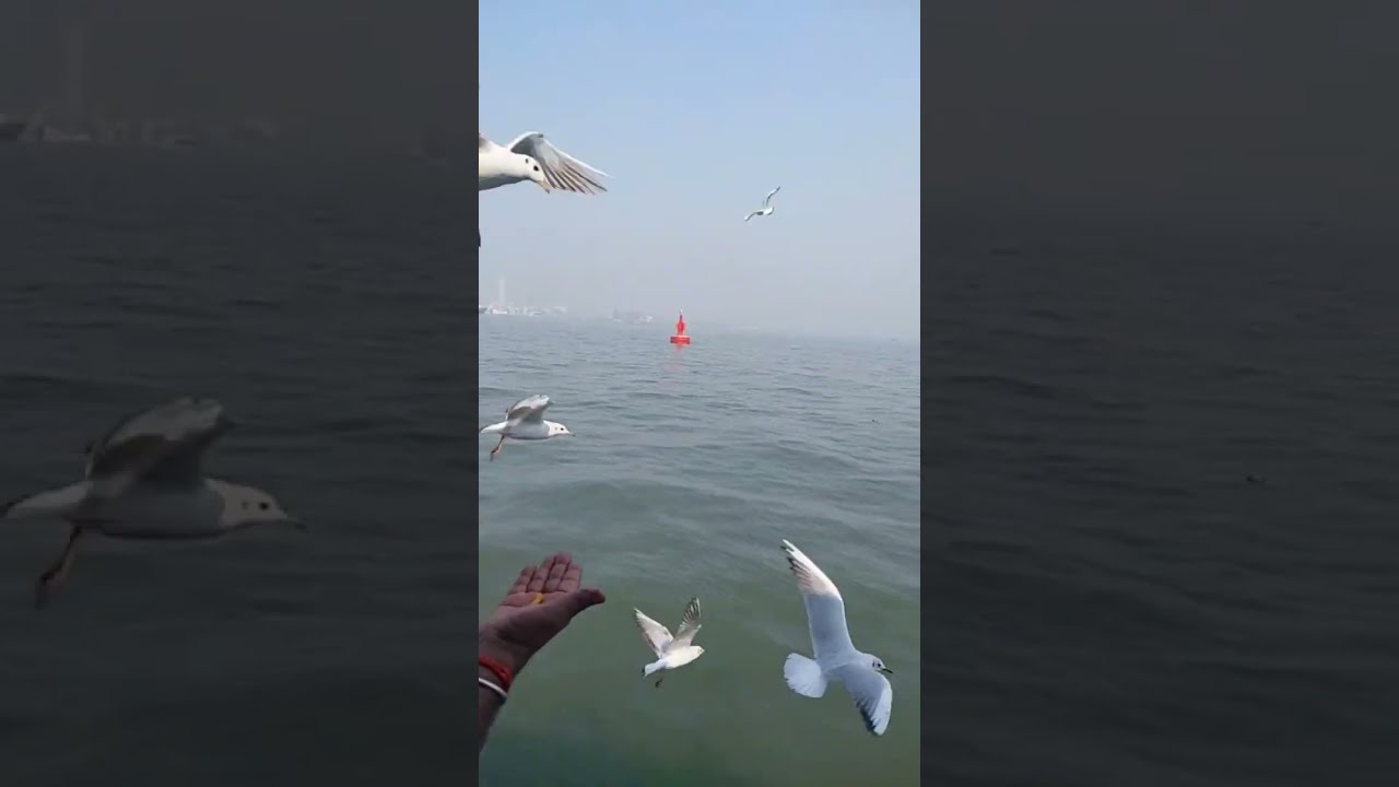 Way to Elephanta on ship 🚢# Live Stream #like #subscribe #share 