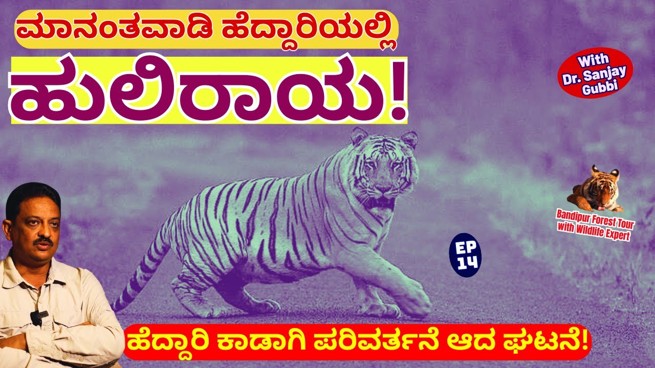 🔥'ನೀರು ಕುಡಿಯಲು ಹೆದ್ದಾರಿಗೆ ಬಂದ ಹುಲಿ! ಅಂದು ಹೆದ್ದಾರಿ-ಇಂದು ಕಾಡು🔥!-E14-Dr.Sanjay Gubbi-Bandipur-#param