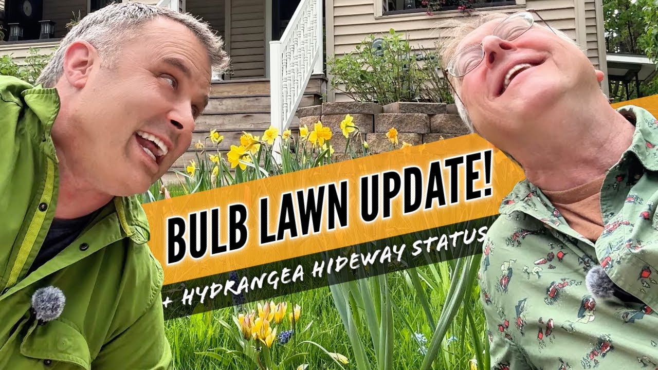 Bulb Lawn in Bloom! + Hydrangea Hideaway & Garden Updates