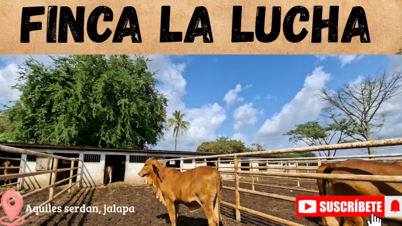 Brahman Rojo: La Joya de la Ganadería Tropical 🤠 🐮 