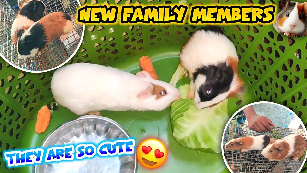 Ghar Laya 2 SUPER CUTE Guinea Pigs 🐹❤️ | First Day Vlog 😍