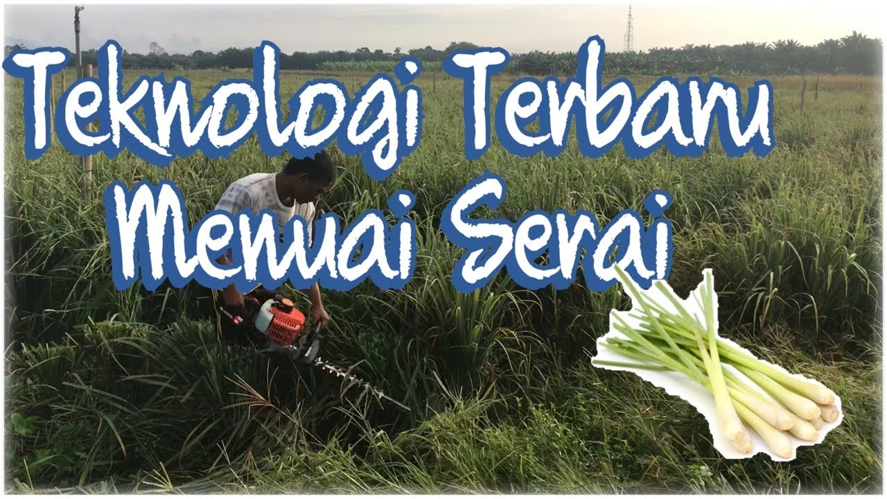 Teknologi  @ Tips Terbaru Kaedah Tuai Serai