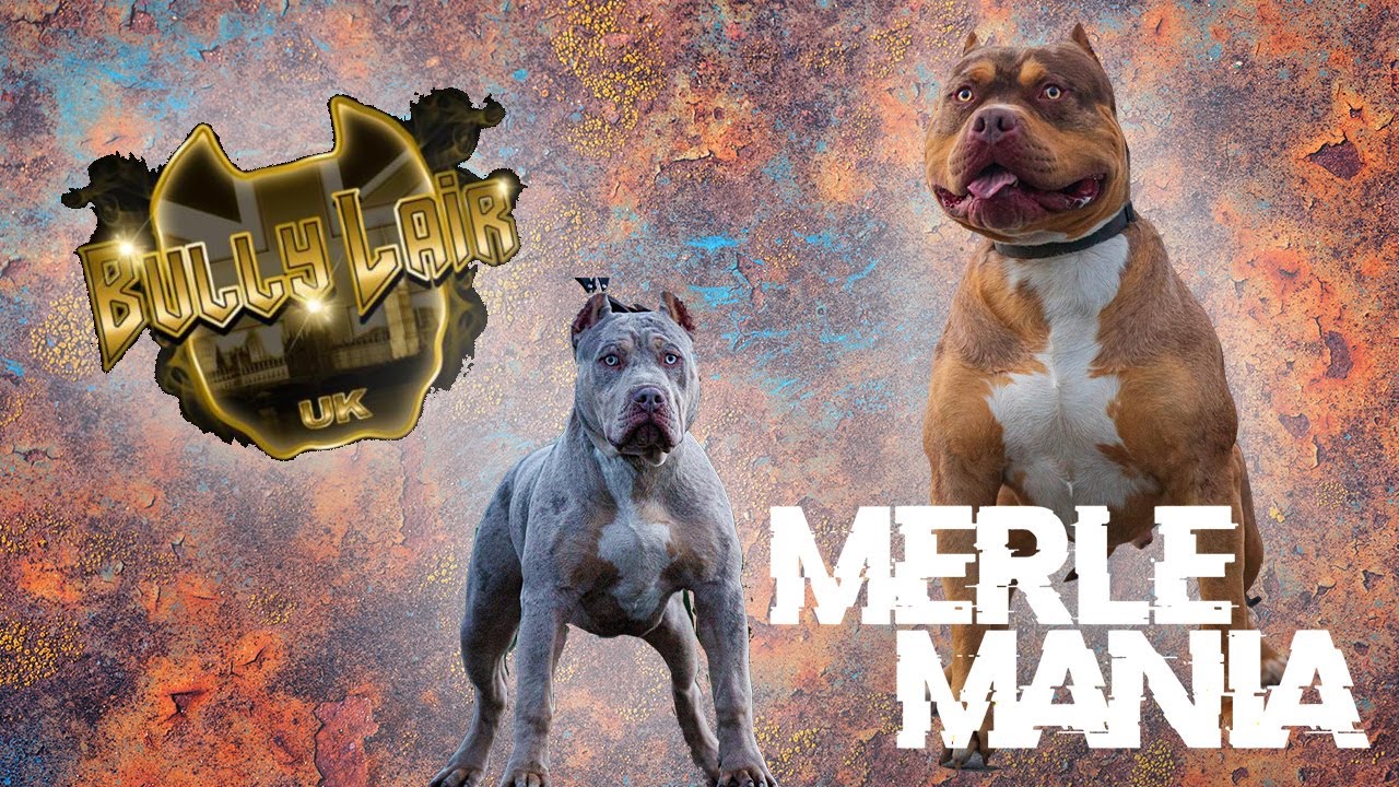BULLYLAIR SHUTS DOWN MERLE MANIA 2022