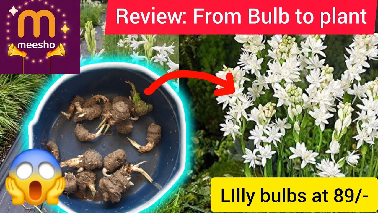 Tuberose plant- bulbs to plants| சம்பங்கி செடி- கிழங்கு முதல் செடி வரை 