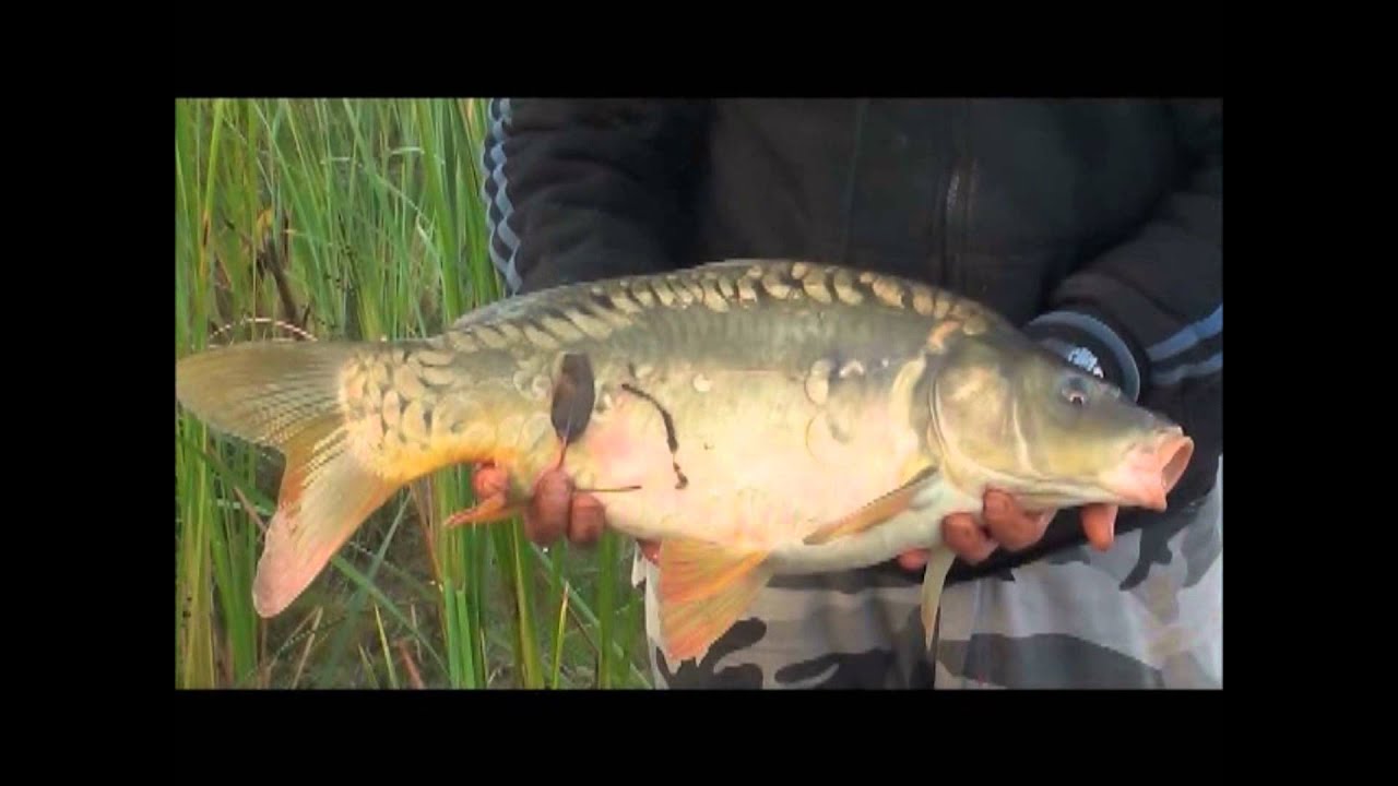 Piękny Karp Na Kulkę Proteinową Wędkarstwo Moja Pasja