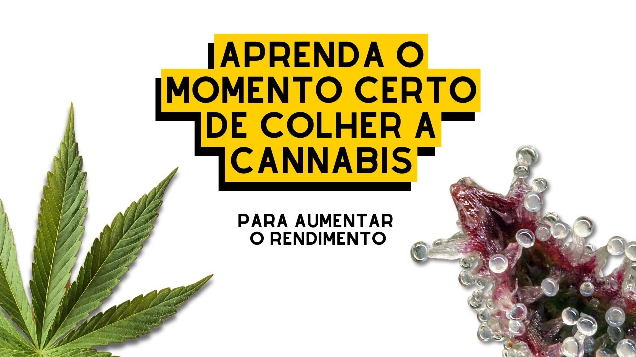 COMO DEFINIR o MOMENTO CERTO pra COLHEITA da CANNABIS (an&aacute;lise de artigo)