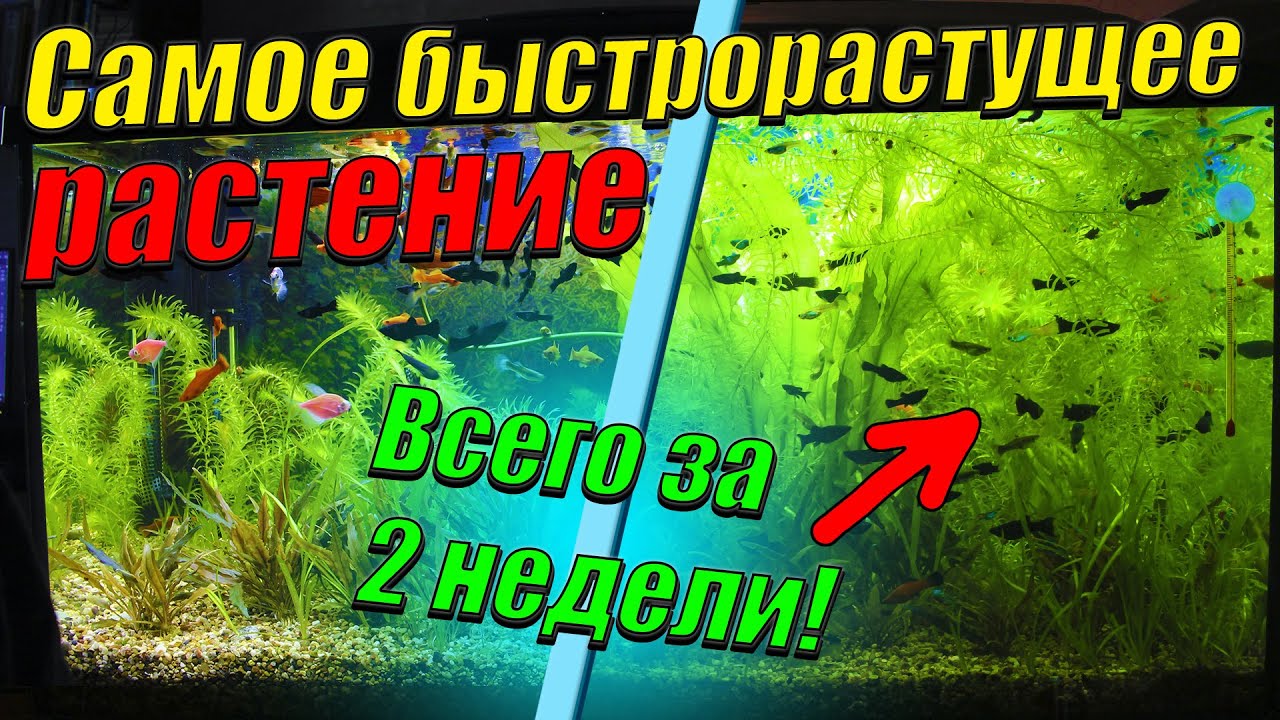 Самое быстрорастущее аквариумное растение! За 2 недели заполнило весь аквариум!