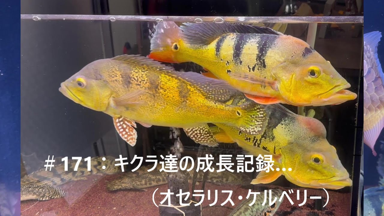 ＃171：キクラ達の成長記録…　（オセラリス・ケルベリー）