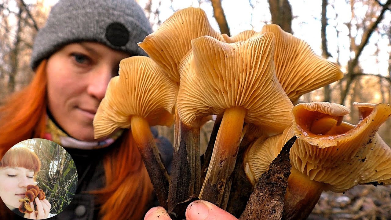 УДАЧНЫЙ СБОР ГРИБОВ ЗИМОЙ: Фламмулина, Вешенка, Аурикулярия, Трутовик настоящий и ... Печеночница