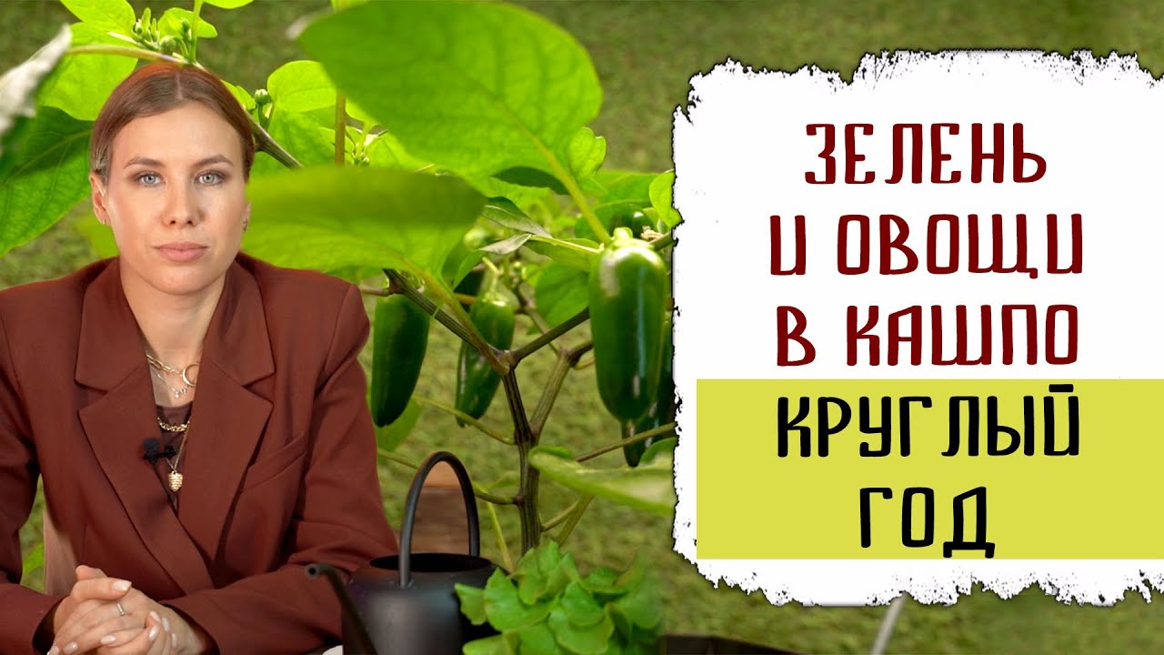 Выращивание зелени и овощей в кашпо круглый год | Сбор вкусного и полезного урожая