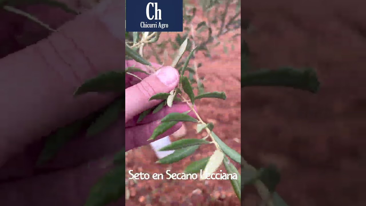 La gestión de poda del seto en secano es esencial, y el concepto de M3 de masa vegetal por hectárea.